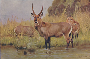 Waterbuck